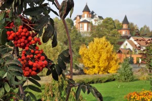 Букский парк, Буки